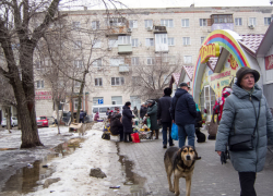 Женщина истошно закричала: камышане показывают в соцсетях, как на прохожих нападают бродячие псы (ВИДЕО)