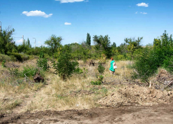 Камышане просят власти скосить сухую траву по городу во избежание возгораний