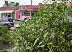 В Камышине чуть ли не вровень с забором центрального рынка выросли джунгли амброзии и других сорняков, - камышанка