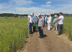 День поля: в Камышинском районе оценили новые сорта отечественной селекции