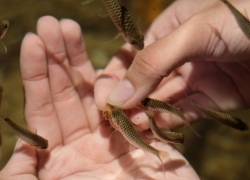 В Камышине в Волгу бесконтактным методом зарыбления отправили белых амуров и толстолобиков
