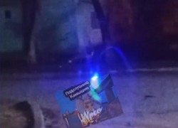 Разгуливающую по Камышину лису заметили горожане