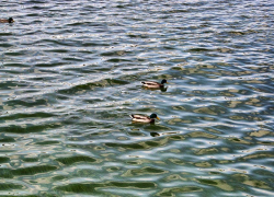 В Камышине дикие утки стали "ручными" и не хотят улетать в теплые края (ВИДЕО)