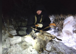 В Волгоградской области жертвой браконьеров пала еще одна косуля
