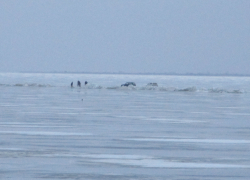 Какое безумие - ехать сейчас по Волге из Николаевска в Камышин
