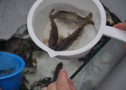 "Водорослям крышка!" - так назвали юные амбассадоры свою акцию и выпустили в Волгу тысячи мальков сазана