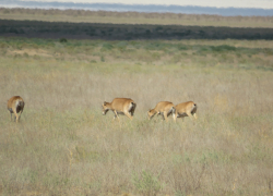 Где в Волгоградской области больше всего "прописано" сайгаков