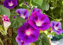 В Камышине сохранится 33-градусная жара, духота 11 июля - и никаких осадков (ВИДЕО)