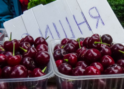 В Камышине наступает вишневый сезон, а вишню дешевле 250 рублей на рынках не купишь