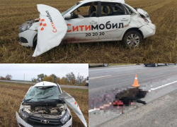 Водитель в больнице, кабаны мертвы: что случилось на трассе под Волгоградом