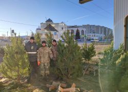 Елки в Камышине продают от 800 рублей за метр