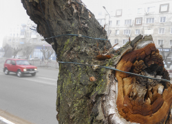 В Камышине начали опутывать деревья на центральных улицах новогодними гирляндами