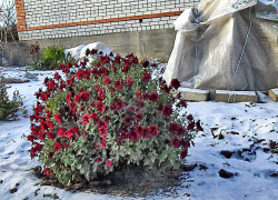 Потепление и слабый снег "видят" синоптики в Камышине в воскресенье 15 декабря