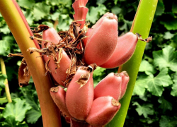 Розовый банан: удивительный фрукт растет в ботаническом саду, - "Блокнот Волжского"