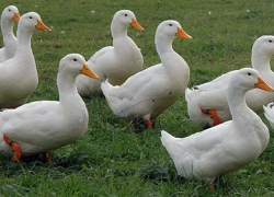 Суд разбирался в истории с владелицей хаски: собаки порвали дорогих породистых уток в Котово