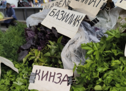 Какую зелень Роспотребнадзор велит камышанам есть осенью для укрепления иммунитета перед сезоном ОРВИ
