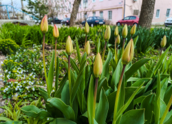 В Камышине, несмотря на холод, лопаются бутоны тюльпанов
