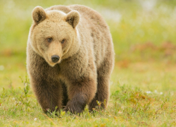 Медведица, сбежавшая от егеря, "взяла в заложники" целое село