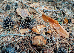 Камышан пустили в леса, но грибов в них нет