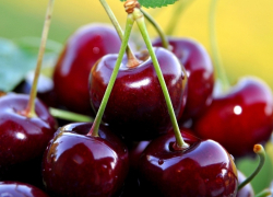 Гигантская черешня из садов бывшего совхоза "Мичуринский" потеснила на камышинских рынках всех своих собратьев