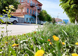 В Камышине начались покушения на... липовый цвет, - камышанка