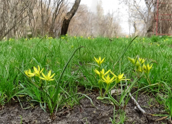 Теплый дождь: погода в Камышине 1 апреля (ВИДЕО)