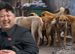 Ким Чен Ын заявил, что Северная Корея готова взять на себя решение проблемы бездомных собак в России