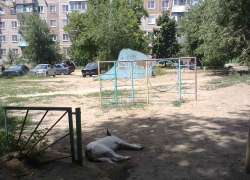Разговоров много, а бродячие собаки как обитали на детских площадках в Камышине, так никуда и не делись, - камышанка