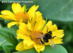 Насладитесь солнцем сегодня перед дождливым днем завтра: такой призыв можно усмотреть камышанам в прогнозе синоптиков 22 июля