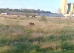 В Камышине в районе пляжа Гремячий горожане засняли на видео гуляющего  кабанчика