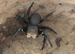 Страшный паук напугал волгоградскую семью