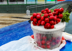 Камышане вырастили и выложили на продажу свежую редиску