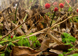 Вынесен приговор изуверке из соседнего с Камышинским - Ольховского района, которая убила мать, закопав ее живой в землю