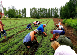 В природном парке "Щербаковский" на территории Камышинского района прошел прополочный десант на площадке белой акации