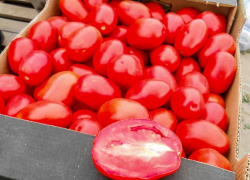 Камышан пообещали накормить вялеными томатами и сливами и маринованным имбирем местного производства