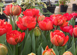 Ароматы и краски весны: в ботаническом саду Волжского, куда приглашают и камышан, -  аншлаг