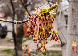 Почему в прогнозе для Камышина появились не только капли, но и снежинки?