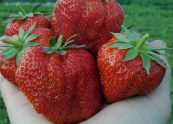 В Камышине продают клубнику величиной с небольшое яблоко