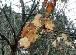 Тепло, как весной, туман и геомагнитный шторм - такой будет погода в первый день февраля в Камышине
