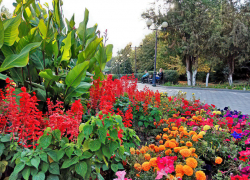 В Камышине доцветают клумбы: термометры вот-вот покажут ноль градусов на улице