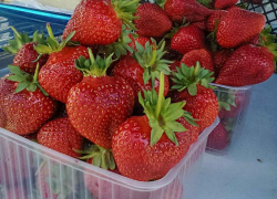 В Камышине автобусы поедут на дачи с 12 апреля