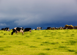 Шок: молодой пастух задушил своего пожилого напарника шнурком от сапог в конфликте из-за... обуви