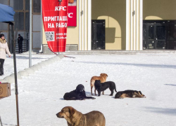 Муниципалитеты обяжут принять меры к гражданам, подкармливающим бродячих собак в опасных для людей местах