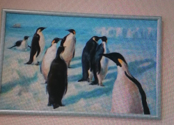 Художественная галерея Камышина представила "Зимний вернисаж" - лирику о "морозном Камышине" с неожиданными пингвинами