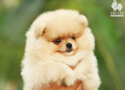 Камышанке ну очень хотелось завести шпица, и она рискнула 16 тысячами