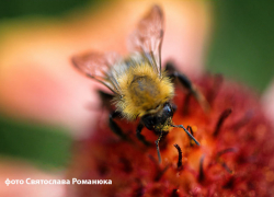 Синоптики увидели мимолетный дождь при 33-градусной жаре в Камышине 17 июля