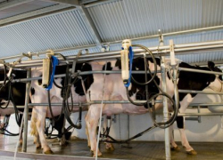 В селе Семеновка Камышинского района вор унес из кошары два доильных аппарата и пять электромоторов