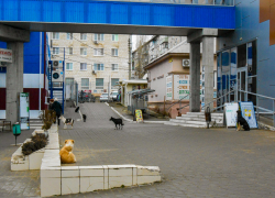 Уважаемые начальники Камышина, нельзя ли отловить бродячих собак хотя бы на центральном рынке? - камышанка