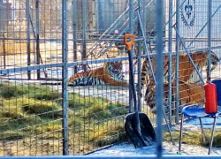 Возможно, "Цирк слонов" приезжал в Камышин в последний раз - Госдуме предложили запретить передвижные зверинцы