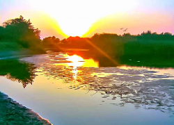 Прожорливые жуки-пилильщики пошли в наступление на леса под Камышином